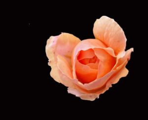 Pinky Peach rose from my garden